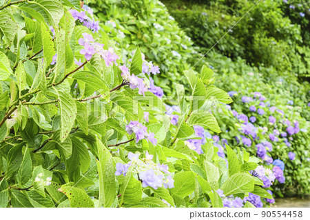 Japan's No. 1 Hydrangea Festival in Shimoda Park, Shimoda City, Shizuoka Prefecture, on the Izu Peninsula Japan's No. 1 Hydrangea Festival in Shimoda Park, Shimoda City, Shizuoka Prefecture, on the Izu Peninsula 90554458