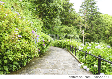 Japan's No. 1 Hydrangea Festival in Shimoda Park, Shimoda City, Shizuoka Prefecture, on the Izu Peninsula Japan's No. 1 Hydrangea Festival in Shimoda Park, Shimoda City, Shizuoka Prefecture, on the Izu Peninsula 90554465