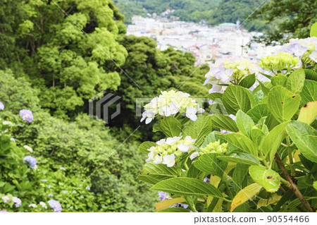 Japan's No. 1 Hydrangea Festival in Shimoda Park, Shimoda City, Shizuoka Prefecture, on the Izu Peninsula 90554466