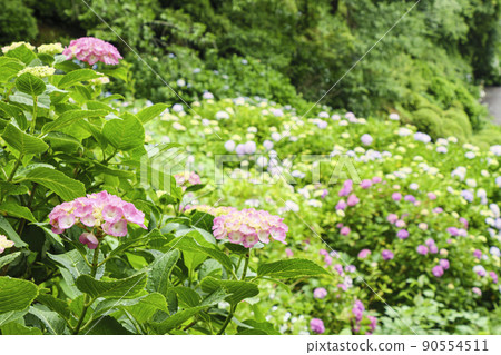 Hydrangea Festival in Shimoda Park, Japan's No. 1 150,000 shares and 3 million wheels in Shimoda City, Shizuoka Prefecture Hydrangea Festival in Shimoda Park, Japan's No. 1 150,000 shares and 3 million wheels in Shimoda City, Shizuoka Prefecture 90554511