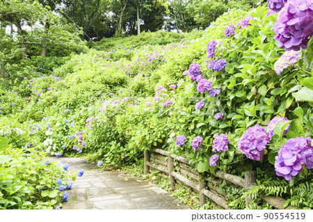 Hydrangea Festival in Shimoda Park, Japan's No. 1 150,000 shares and 3 million wheels in Shimoda City, Shizuoka Prefecture Hydrangea Festival in Shimoda Park, Japan's No. 1 150,000 shares and 3 million wheels in Shimoda City, Shizuoka Prefecture 90554519