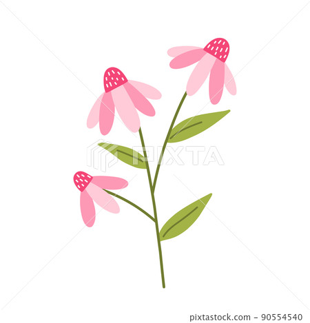 Cute pink echinacea with leaves isolated on white Cute pink echinacea with leaves isolated on white 90554540