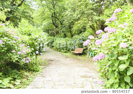日本第一的繡球花節在伊豆半島靜岡縣下田市下田公園舉行 90554557