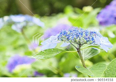 日本第一的繡球花節在伊豆半島靜岡縣下田市下田公園舉行 90554558