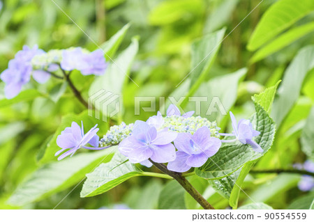 日本第一的繡球花節在伊豆半島靜岡縣下田市下田公園舉行 90554559