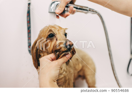 The dog is delighted. Caring for family friends. 90554686