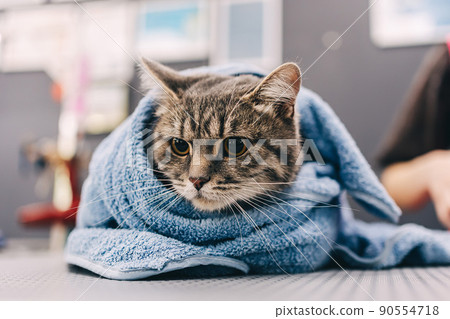 The cat is warmed in a towel. 90554718