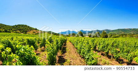 Panorama of a vineyard in spring. Agriculture. Panorama of a vineyard in spring. Agriculture. 90554733
