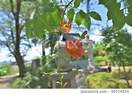 Summer production of Chinese trumpet vine Summer production of Chinese trumpet vine 90554834