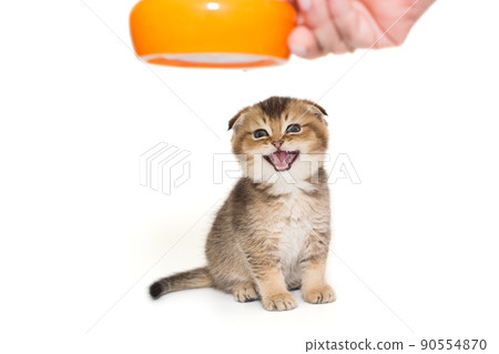 Woman's hand gives food to a small Scottish fold kitten 90554870