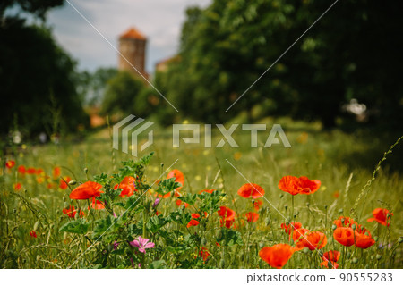 Red poppy flowers in Krakow. Wawel Castle on background Red poppy flowers in Krakow. Wawel Castle on background 90555283