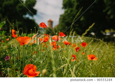 Red poppy flowers in Krakow, blurred background Red poppy flowers in Krakow, blurred background 90555284