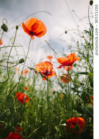Red poppy flowers in Krakow, vertical shot Red poppy flowers in Krakow, vertical shot 90555288
