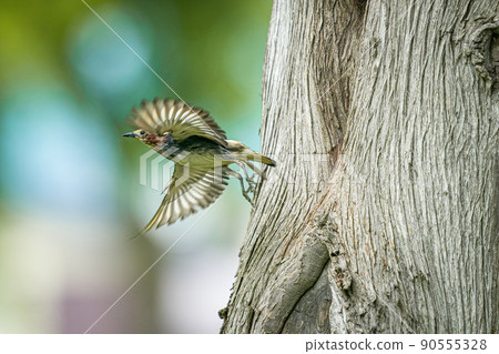 Child-rearing of chestnut-cheeked birds in early summer in Hokkaido. Child-rearing of chestnut-cheeked birds in early summer in Hokkaido. 90555328