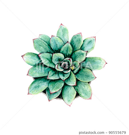 Succulent watercolor on white background botanical Hand drawn watercolor painting, fabric design, template for packaging and stickers. 90555679