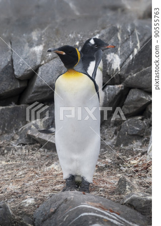 Emperor penguin,Aptenodytes forsteri, in Port Lockroy, Goudier island, Antartica. 90555763