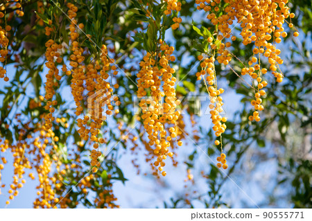 Duranta erecta yellow berries hanging from tree branches natural background Duranta erecta yellow berries hanging from tree branches natural background 90555771
