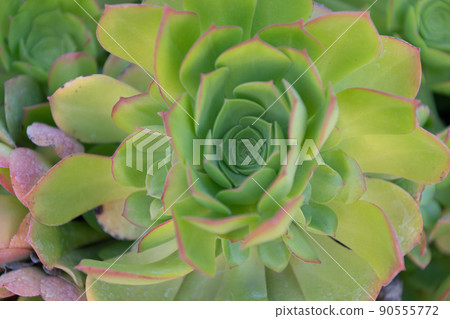 crassulaceae succulent cactus with green leaves. nature botanical background 90555772