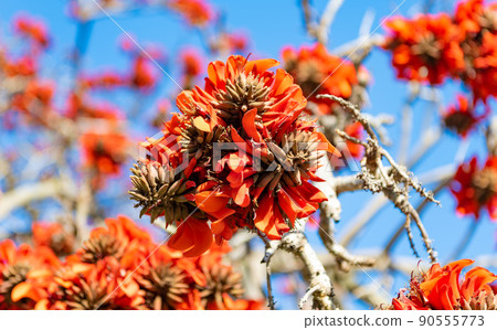 Red flowers blossoming on tree branches on blurry blue sky in spring Red flowers blossoming on tree branches on blurry blue sky in spring 90555773