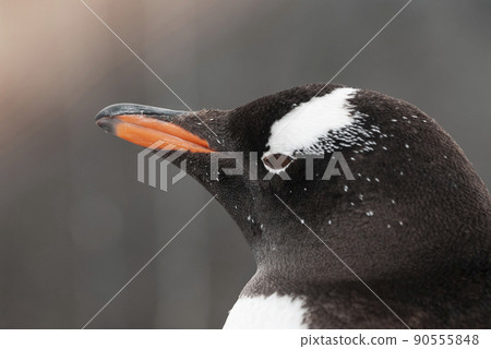 Gentoo Penguin, Pygoscelis papua, Antartica. 90555848