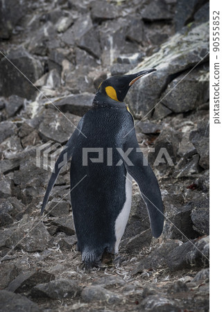 Emperor penguin,Aptenodytes forsteri, in Port Lockroy, Goudier island, Antartica. Emperor penguin,Aptenodytes forsteri, in Port Lockroy, Goudier island, Antartica. 90555852