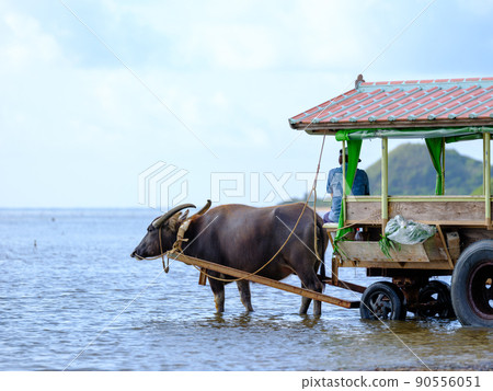 Buffalo car Buffalo car 90556051