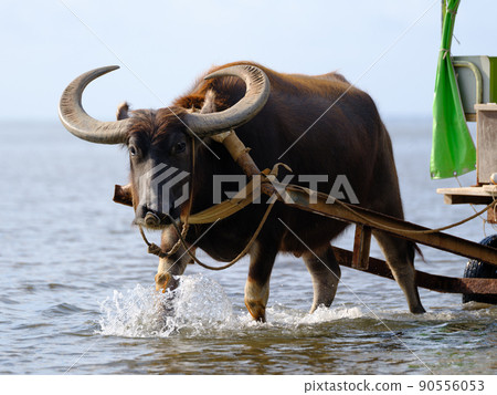 Buffalo car 90556053