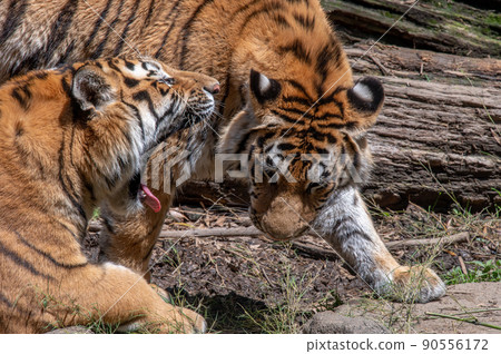 Tiger / tiger / tiger 90556172