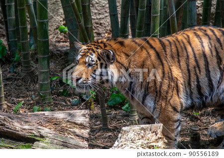 Tiger / tiger / tiger Tiger / tiger / tiger 90556189