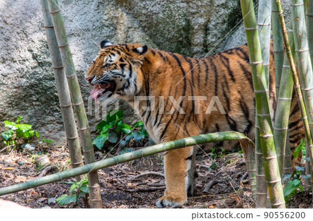 Tiger / tiger / tiger Tiger / tiger / tiger 90556200