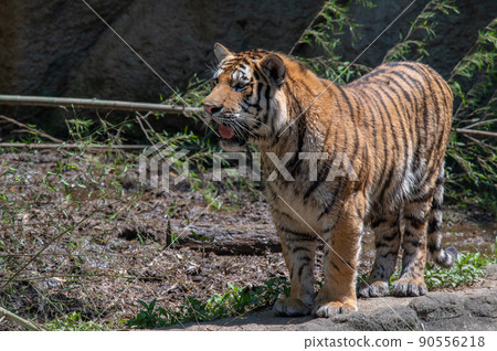 Tiger / tiger / tiger 90556218