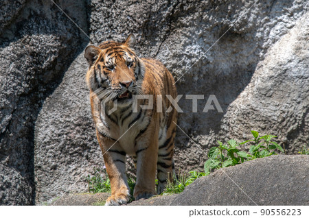 Tiger / tiger / tiger 90556223
