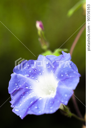 Blue morning glory Blue morning glory 90556363