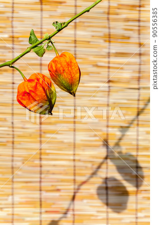 酸漿紅果竹簾 90556385