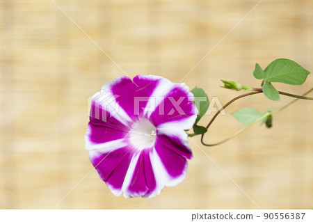 Yoshiro morning glory and blinds 90556387