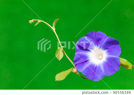 藍紫色牽牛花 藍紫色牽牛花 90556389