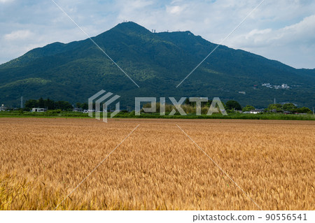 Mt. Tsukuba in wheat autumn, when wheat is harvested 90556541