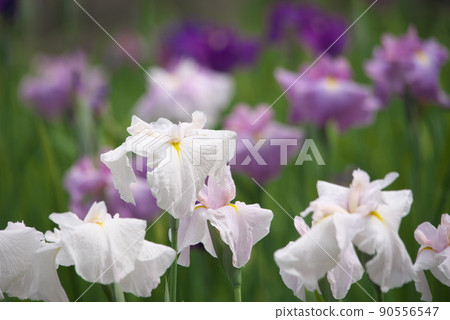 鳶尾花白花【綠色背景】 90556547