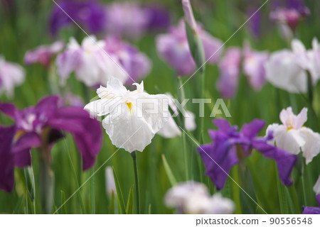 鳶尾花白花【綠色背景】 90556548