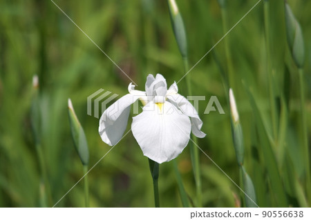 鳶尾花白花【綠色背景】 90556638