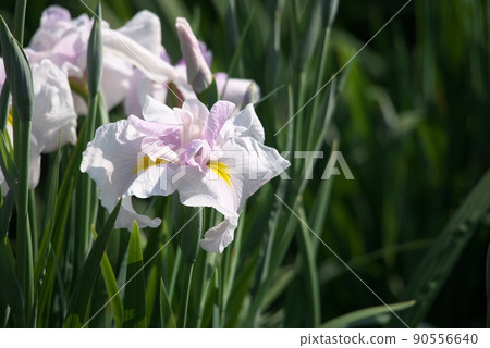 White flowers of iris [green background] 90556640
