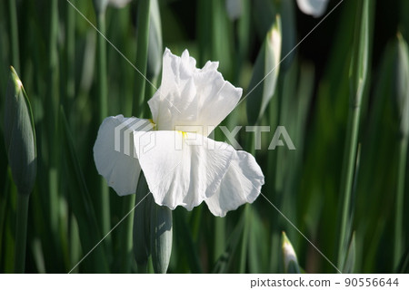 鳶尾花白花【綠色背景】 90556644