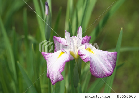 鳶尾花，白花[綠色背景] 90556669