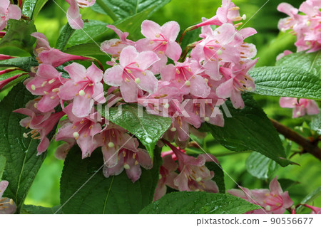 福島縣只見町雨中的威格拉花被洗淨美麗 90556677