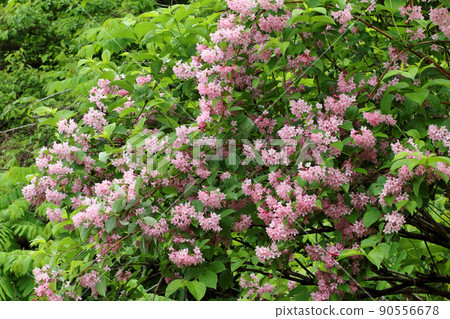 Weigela hortensis flowers in the rain are washed and beautiful, Tadami Town, Fukushima Prefecture Weigela hortensis flowers in the rain are washed and beautiful, Tadami Town, Fukushima Prefecture 90556678