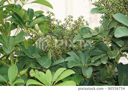 Yadrif kanoki 90556734