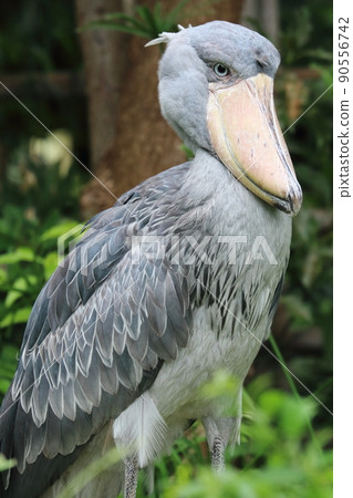 鷓鴣,不會動的鳥 鷓鴣,不會動的鳥 90556742