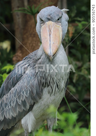 Shoebill, a bird that does not move Shoebill, a bird that does not move 90556743