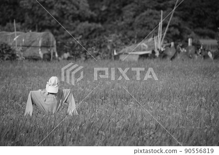 稻田稻草人 稻田稻草人 90556819