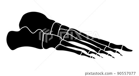 Skeleton Human foot silhouette body bones - side lateral view. Feet, ankle, tarsals metatarsals phalanges flat black 90557077